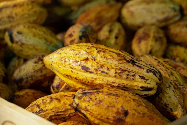 Ripe Yellow Cocoa Pods Pile Cocoa Pods Box — Stock Photo, Image