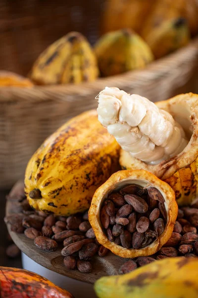 Cacao Pods Fermentation Drying Good Storage Making Good Chocolate Selective — Stock Photo, Image