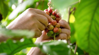 Kahve ağacında büyüyen kahve çekirdeğinin yakın çekimi..