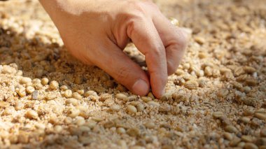 Çiftçinin eli toprağa tohum ekiyor bahçe metaforunda toprak ekiyor, tarım kavramında kahve tohumu yetiştiriyor..