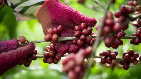 Arabica Kaffeebeeren Aus Nächster Nähe Mit Den Händen Des Landwirts — Stockfoto