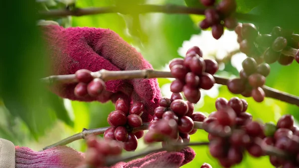 Cercanía Bayas Café Árabe Con Manos Agricultor —  Fotos de Stock