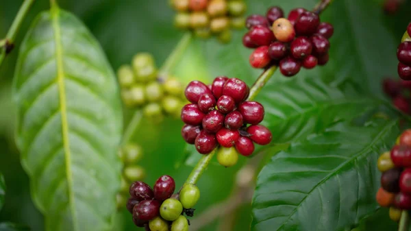 Koffiebonen Rijpen Verse Koffie Rode Bessen Tak Industriële Landbouw Boom — Stockfoto