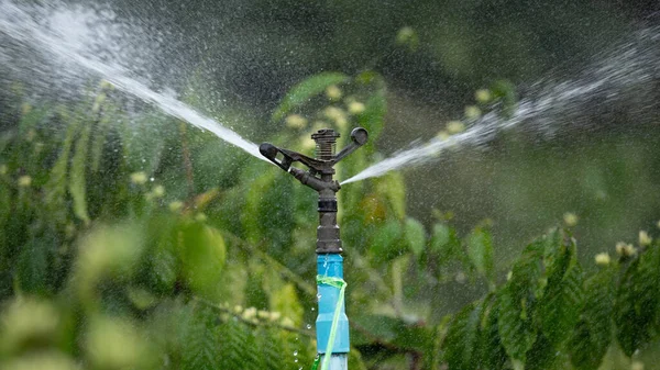 Water sprinkler system in the coffee plantation.