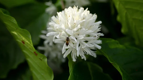 Koffie Boom Bloesem Met Witte Kleur Bloem Van Dichtbij Bekijken — Stockfoto