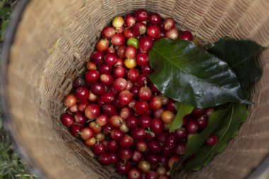 Kahve çiftçisi olgun kiraz çekirdeklerini topluyor, taze kahve çekirdeğini sepete koyuyor, kırmızı böğürtlenli kahve çekirdeklerini kapıyor..