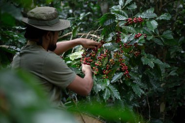 El çiftçisinin kahve çekirdeği toplaması, tarımla ilgili..
