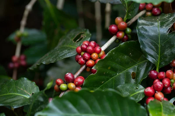 Primer Plano Fresco Orgánico Rojo Crudo Granos Cereza Café Maduro — Foto de Stock