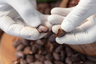 Kakao kabuğu tutan adam kakao çubuğu, sıcak çikolata ve çikolata yaptığı için kavrulmuş..