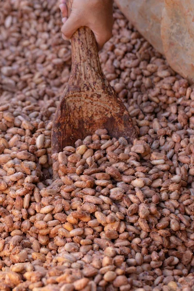 Kakao çekirdekleri, çikolatayı geliştirmek için ahşap kutuda mayalanır. Kakaonun standart mayalanması için sığ kutu fermantasyonu kullanılır..