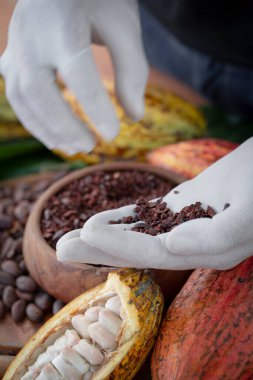 Kakao çubuğu, sıcak çikolata ve çikolata yaptığı için Man Holding Kakao Kabuğu. seçici odak