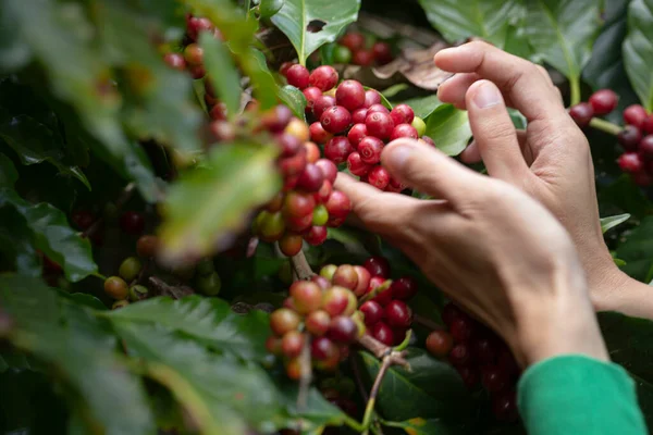 Die Bewegung Der Hand Bauer Kommissionierung Roter Kaffeebohnen Kaffee Prozess — Stockfoto