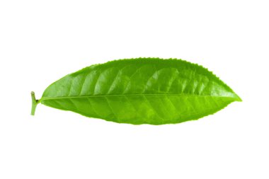 Beyaz arkaplanda yeşil çay yaprağı izole