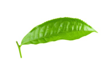 Beyaz arkaplanda yeşil çay yaprağı izole
