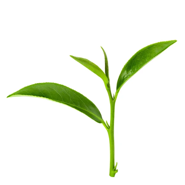 Φύλλα Πράσινου Τσαγιού Απομονωμένα Λευκό Φόντο Μονοπάτι Κοπής — Φωτογραφία Αρχείου