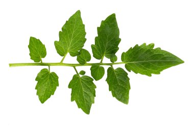 Beyaz arkaplanda domates yaprakları izole.