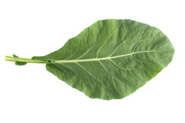 Çin brokoli yaprakları beyaz arka planda izole..