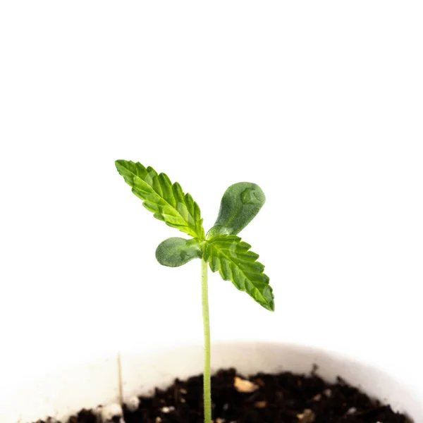 Planta Maconha Que Cresce Uma Planta Cultivada Sementes Pote Mudas — Fotografia de Stock