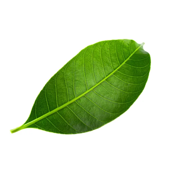 Green Lychee Leaf Isolated White Background — Stock Photo, Image