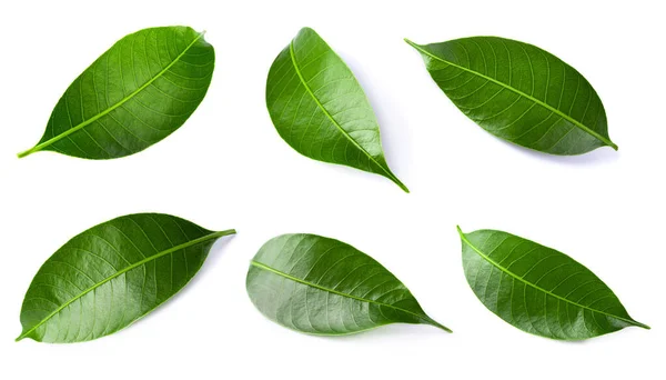 Green Lychee Leaf Isolated White Background — Stock Photo, Image