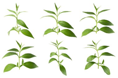 Andrographis paniklemiş, yeşil Chirayta, Bitter yaprağı kralı beyaz arka planda izole edilmiş.