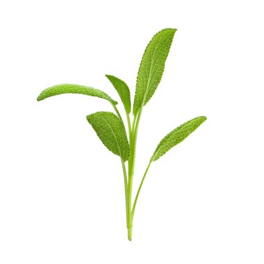 Beyaz arkaplanda yalıtılmış adaçayı bitkisi.