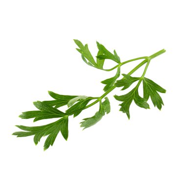 Beyaz arka planda izole edilmiş maydanoz taze bitkisi..