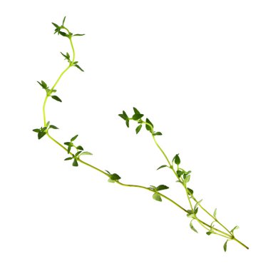 Kekik taze bitkisi beyaz arkaplanda izole edilmiş..