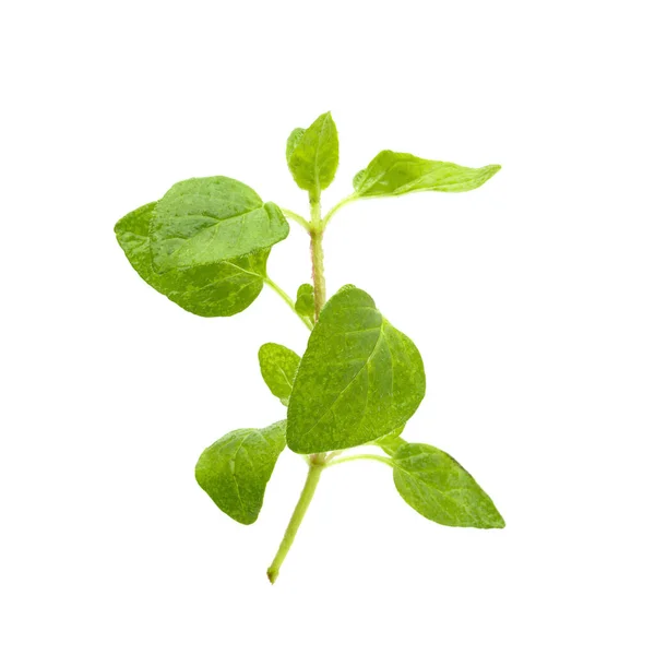 Hierba Fresca Orégano Sobre Fondo Blanco — Foto de Stock