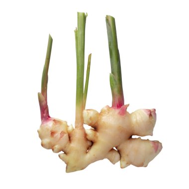 Taze zencefil kökü beyaz arkaplanda izole edildi.