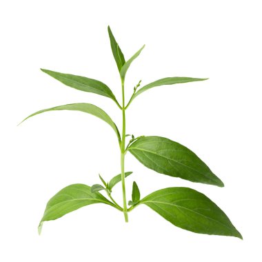 Andrographis paniklemiş, yeşil Chirayta, Bitter yaprağı kralı beyaz arka planda izole edilmiş.