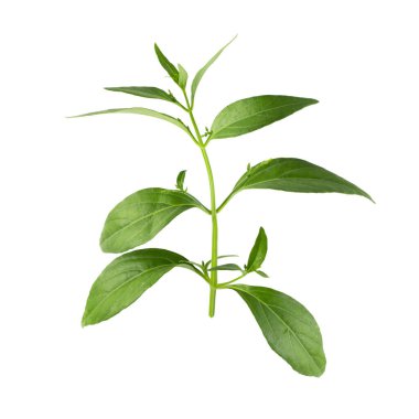 Andrographis paniklemiş, yeşil Chirayta, Bitter yaprağı kralı beyaz arka planda izole edilmiş.