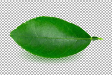 Citrus kırpma yolu ile alfa arkaplan üzerinde izole bırakır.