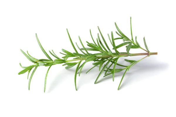 Rosemary Fresco Isolado Fundo Branco — Fotografia de Stock