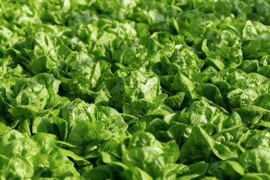 Taze marul yaprakları, tarımsal hidroponik çiftliğinde sebze salatası..