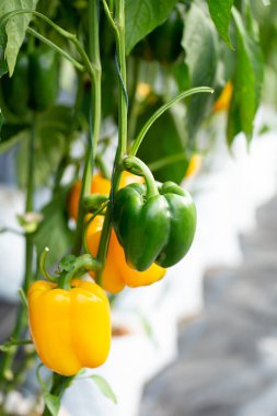 Tarım çiftliğindeki ağaçta asılı duran sarı dolma biber..