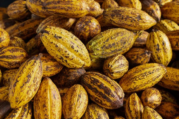 Kakaofrüchte Rohe Kakaobohnen Und Kakaoschoten Hintergrund — Stockfoto