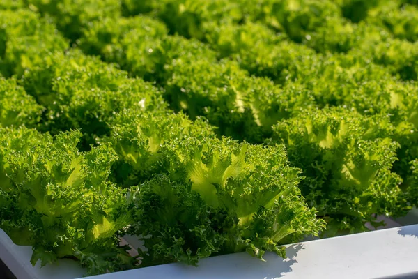 Fresh Frillice Iceberg Lettuce Leaves Salads Vegetable Agricultural Hydroponics Farm — Stock Photo, Image