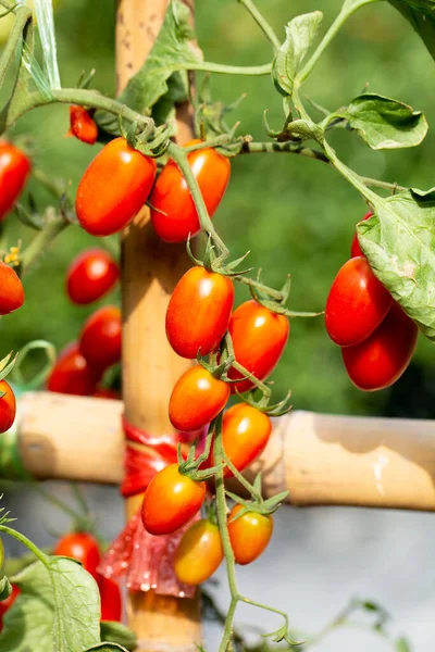 Ripe Red Tomatoes Hanging Tomato Tree Agricultural Farm — Stock Photo, Image