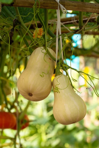 Butternut Squash Pumpkins Hanging Bamboo Fence Agricultural Farm — Stock Photo, Image