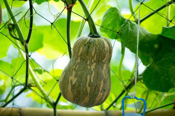 Butternut Squash Pumpor Hängande Från Bambu Staketet Jordbruket — Stockfoto