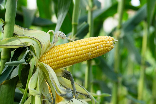 Granturco Giallo Foglie Verdi Campo Agricolo — Foto Stock