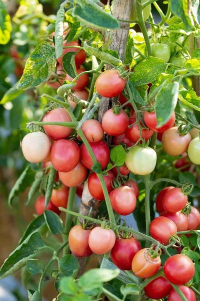 Reife Rote Tomaten Hängen Tomatenbaum Auf Dem Bauernhof — Stockfoto