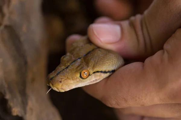 Mano Sosteniendo Mano Bola Serpiente Python — Foto de Stock