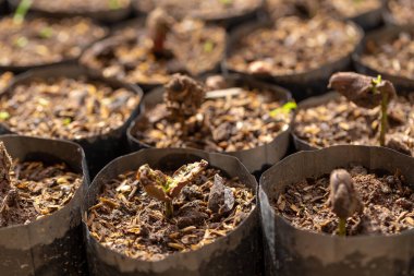 Kakao ağaçları çiftlikte taze yetişiyor..