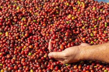 Taze Arabika Red Coffee böğürtlenleri