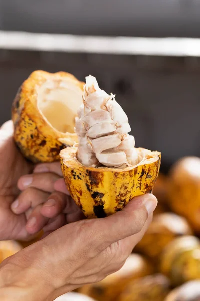 Hombre Sosteniendo Una Fruta Cacao Madura Con Frijoles Dentro —  Fotos de Stock