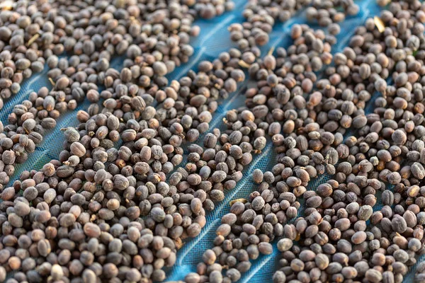 Fresh Arabica Red Coffee Beans Berries Drying Process — Stock Photo, Image