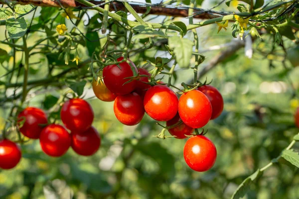 Tarım Çiftliğindeki Domates Ağacında Olgun Kırmızı Domatesler Asılı — Stok fotoğraf