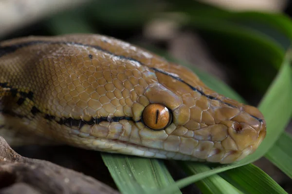 Retrato Boa Serpiente Constrictora Boa Rama Árbol —  Fotos de Stock